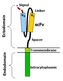 CAR diagram, Mxpule, Wikimedia Commons