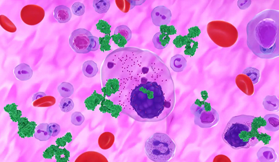 Myeloma_Red_Blood_Cells_562x326