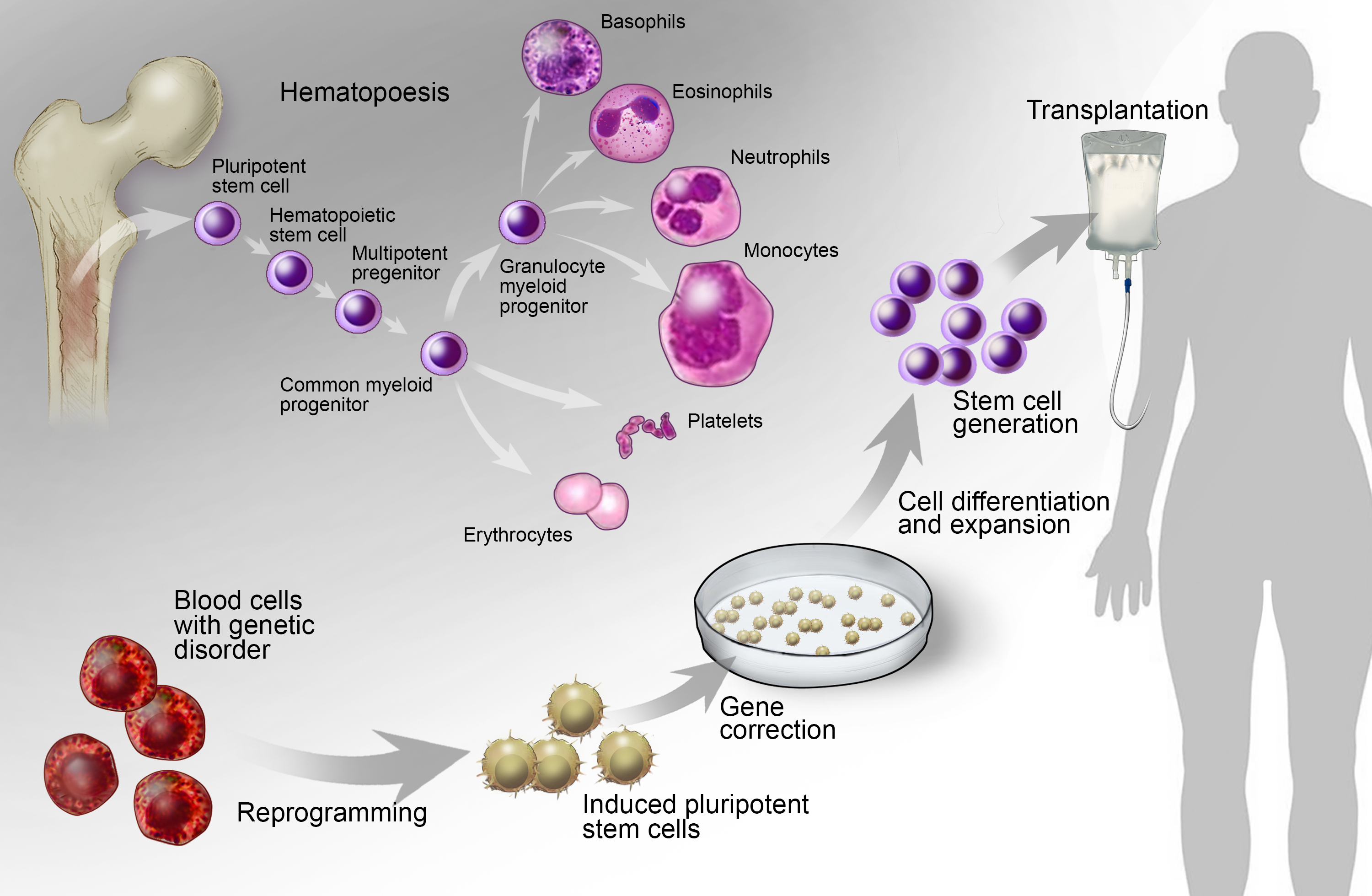 Different Types of Stem Cells Used in Biomedical Research Biology Diagrams