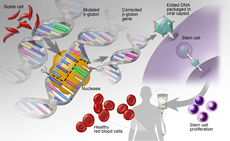 Genome Editing